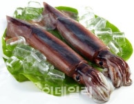 정부 오징어 가격 잡겠다..최대 50% 할인 추진