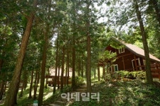 [숲길을 걷다②] 다도해 옆 편백 바다 ‘남해편백자연휴양림’