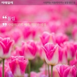 [카드뉴스] 사랑하는 사람에게 주면 좋은 꽃말 좋은 꽃