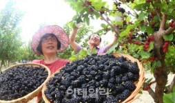 [포토]새콤달콤 오디 수확