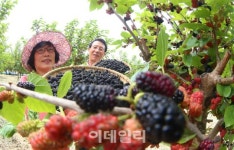 [포토]달콤한 오디 수확