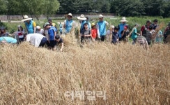 [포토]서초구, 보리수확 전통체험 행사 열어