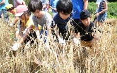 [포토]고사리 손으로 보리 수확해요!
