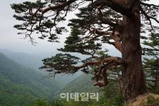 [숲길을 걸어요➃] 보부상이 왕래하던 십이령 옛길을 걷다