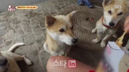 TV동물농장..꼬마 숙녀 서연이와 견공 4총사의 좌충우돌 섬마을 스토리