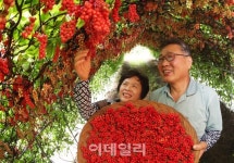 [포토] 미소가 번지는 오미자 수확