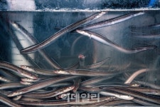 [여행] 두툼·푸짐·매콤·시원…지친 여름 속풀이 하러 창원으로 오세요