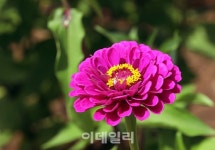 [포토]제3회 평창백일홍축제, 백일홍 활짝