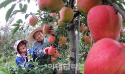 [포토] 잘 영근 사과수확