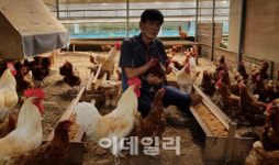 [강신우의 닥치Go]흙 목욕하는 닭…친환경 농장 가보니