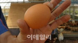 [강신우의 닥치Go]흙 목욕하는 닭…친환경 농장 가보니