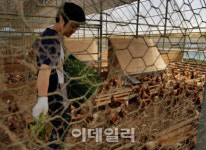 [강신우의 닥치Go]흙 목욕하는 닭…친환경 농장 가보니