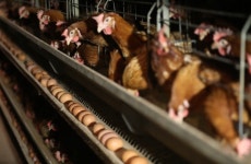 적합 판정 농장 산란노계 도축 과정서 살충제 검출