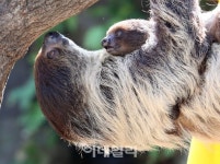 [포토]어미 나무늘보와 새끼 나무늘보