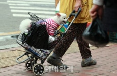 [포토]저도 시장왔어요