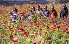 [포토]추석연휴엔 평창백일홍축제로