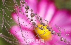 [포토] 아침이슬