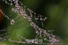 [포토] 보석같은 아침이슬