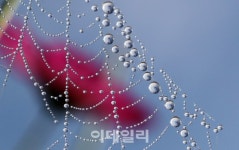 [포토] 보석처럼 영롱한 아침이슬