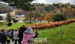 [포토] 한우 농장 찾은 홍콩바이어들