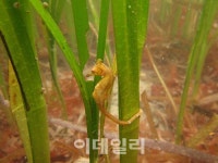 소안도서 발견된 소안해마, 인공증식 성공..생존률 68%
