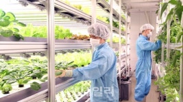 교원빨간펜포인트재청구 | [르포]빨간펜 교원그룹, 채소모종사업 뛰어든 까닭은
