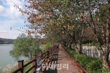 [도심단풍길②] 나무꾼이 나무하러 다니던 길 수원팔색길 지게길