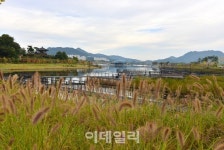 [도심단풍길③] 세종호수공원에 가을빛 내리다