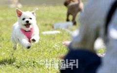 의왕시 펫티켓 캠페인 펼친다