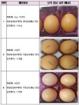냉장고 속 계란 이렇게 생겼으면 반품하세요