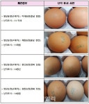 살충제 계란 또 발견..난각코드 11이새·계림 14광신·청림