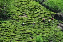 화개지역 하동 전통차 농업 세계중요농업유산 등재