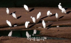 [포토] 백로 중 크기가 가장 작은 쇠백로