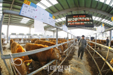 복된 송아지 정육점 | [포토]새해 첫 우시장 경매.. "새 주인 기다리는 송아지들"