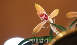 [포토]봄 향기 가득한 춘란