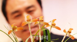 [포토]봄 향기 품은 춘란의 유혹