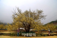 [여행] 설움의 꽃 산수유, 설렘으로 피어나다
