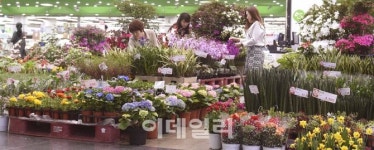[포토]농협하나로마트 새봄맞이 봄꽃축제