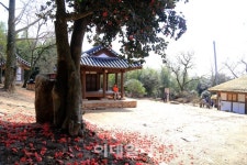 [여행] 백련사 붉은 융단, 다산도 춘심에 물들다