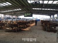 농협, 구제역 확산 방지 위해 전국 가축시장 일시 폐쇄