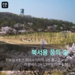 [세모뉴스] 북적이는 여의도 말고 우리 동네 벚꽃 명소는?