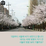 [세모뉴스] 북적이는 여의도 말고 우리 동네 벚꽃 명소는?