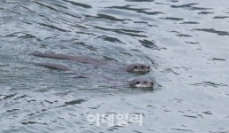 [포토]봄 맞이 수영하는 수달