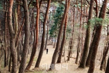 [여행] 시간이 정성으로 쌓인 대숲을 거닐다