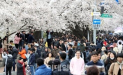 [포토]벚꽃길