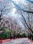 가평17분칼라 | ‘대중교통 타고 50분’ 가평 에덴벚꽃길, 14일부터 벚꽃축제