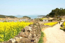 유채꽃이 만발한 슬로시티 청산도..풍광에 취하다