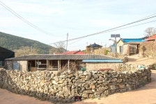 유채꽃이 만발한 슬로시티 청산도..풍광에 취하다