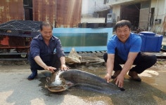 충남 청양서 1m35cm 대형 메기 잡혀...현장보니 어마어마
