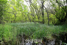 [람사르습지①] 자연의 무한 회복 탄력성 고창 운곡습지